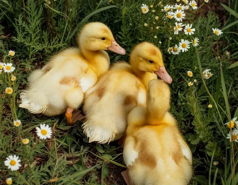 How to Attract Cute Ducklings to Your Garden with Daisies | Easy Spring Garden Tip
